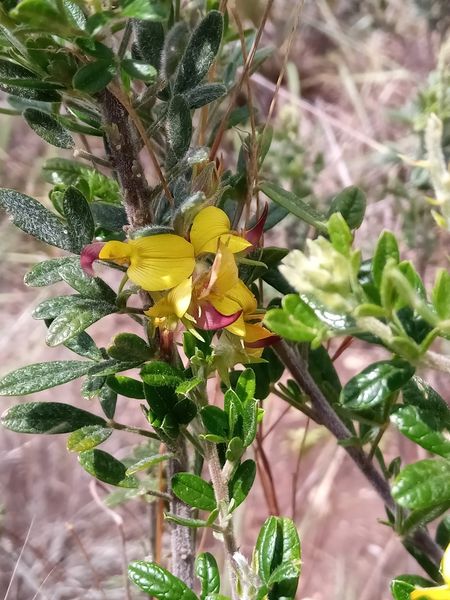Archivo:Crotalaria ibityensis 2.jpeg