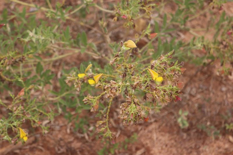 Archivo:Crotalaria lunulata 3.jpg
