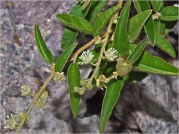 Croton curiosus.jpg