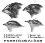 Darwin's finches.jpeg