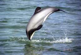 Delfinhector3.jpg