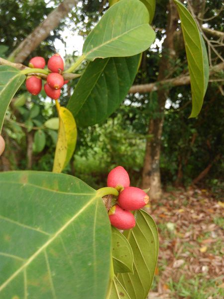 Archivo:Ficus forstenii.jpg