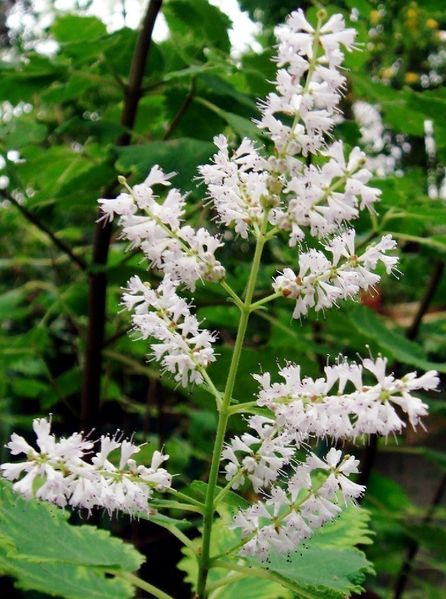 Archivo:Incenum 2.jpg