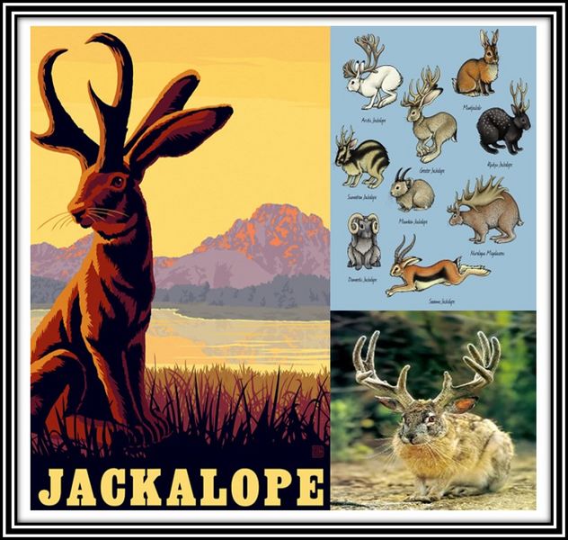 Archivo:Jackalope.jpg
