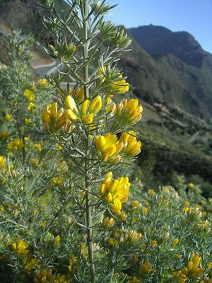 Teline rosmarinifolia.JPG