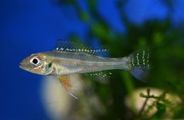 Biotoecus-dicentrarchus.jpg