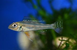 Biotoecus-dicentrarchus.jpg