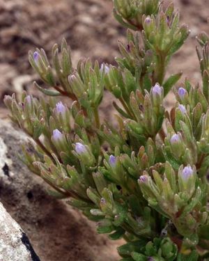 Campanula fastigiata.jpg
