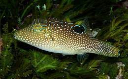 Canthigaster-Solandri-02.jpg