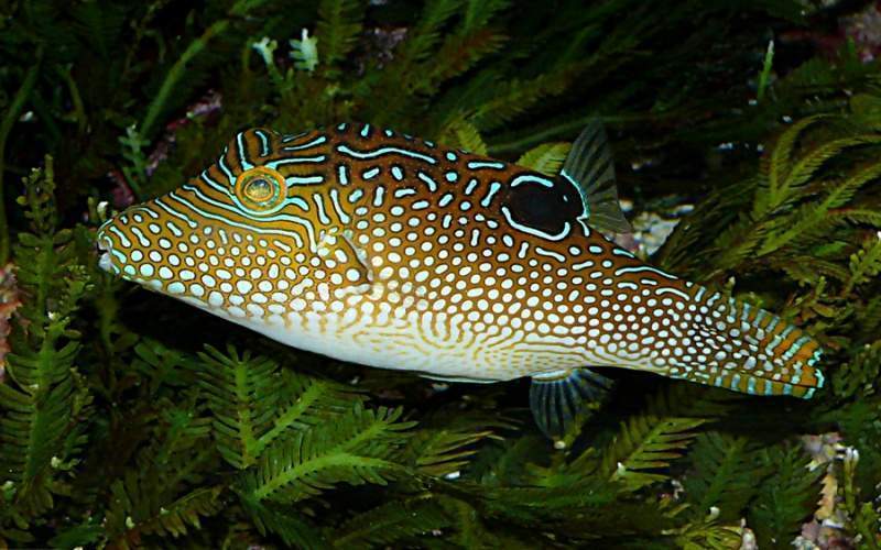 Archivo:Canthigaster-Solandri-02.jpg