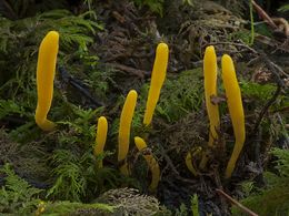 Clavulinopsis.jpg