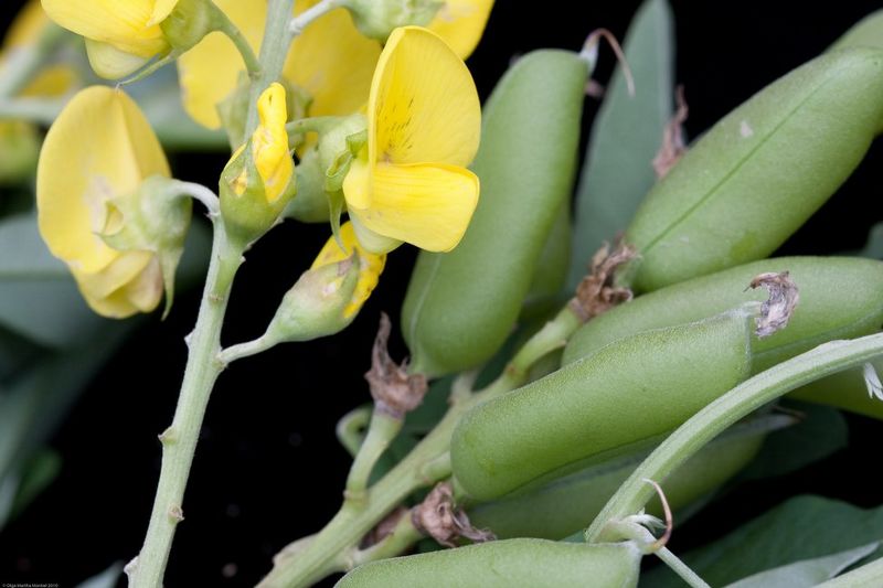 Archivo:Crotalaria micans 3.jpg