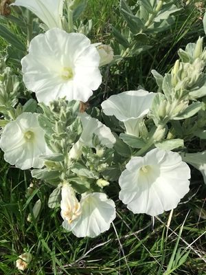 Ipomoea ciervensis.jpeg