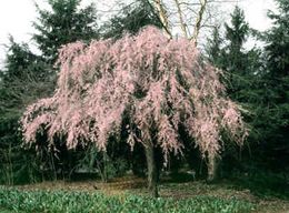 Malusy Prunus.jpg