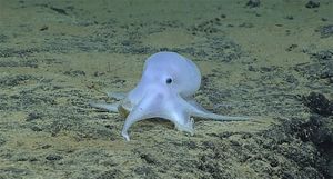Pulpofantasma.jpg