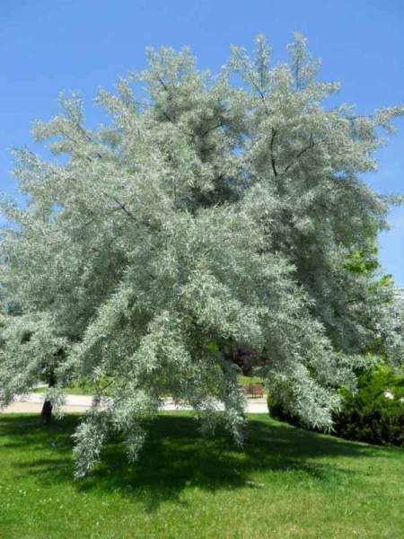 Archivo:Pyrus salicifolia v 1.jpg