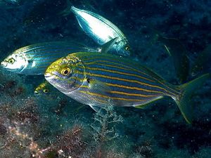 Sarpa22222.jpg