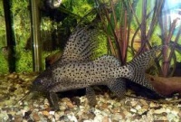 Synodontis ornatipinnis ddddd.jpeg