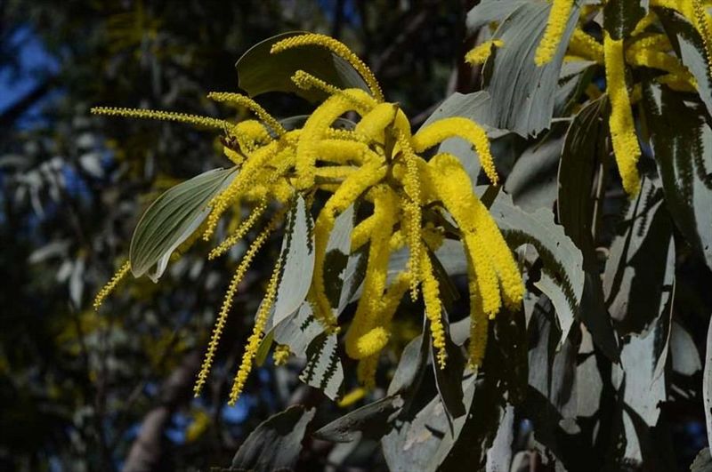 Archivo:Acacia longispicata 5.jpg