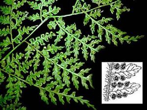 Culcita coniifolia.JPG