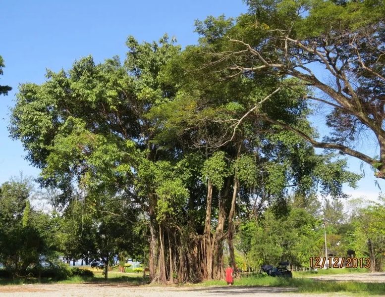 Archivo:Ficus caulocarpa.jpg