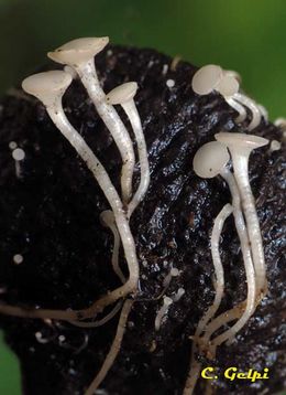 Hymenoscyphusfructigenus.jpg