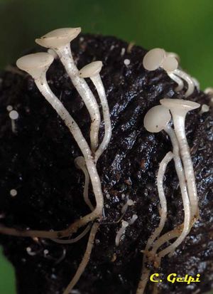 Hymenoscyphusfructigenus.jpg