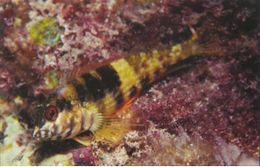 Malacoctenus aurolineatus.jpg