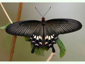Pachliopta aristolochiae.jpg