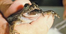 Rheobatrachus silus1.jpg