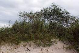 Salix acutifolia.jpg