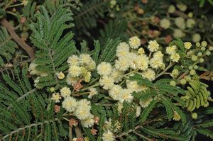 Acacia constablei.jpg