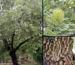 Banksia de costa 1.jpg