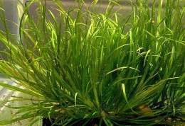 Blyxa japonica2.jpg