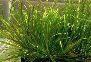 Blyxa japonica2.jpg