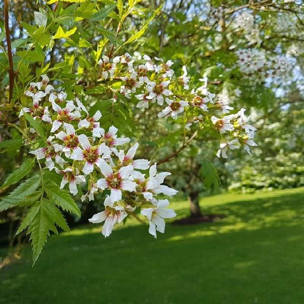 Archivo:Castaño de flor chino.jpg