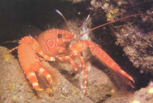 Enoplometopus1.jpg