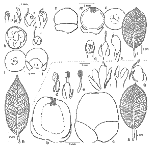 Ficus archboldiana.gif