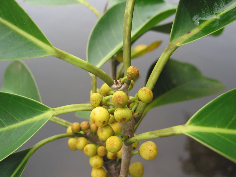 Archivo:Ficus mathewsii.jpg