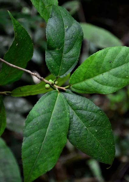 Archivo:Ficus setiflora.jpg
