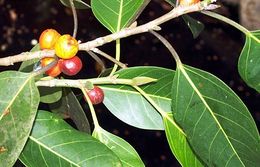 Ficus sumatrana.jpg
