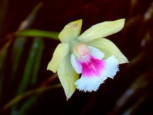 Leptotes tenuis 02.jpg