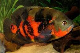 Ocellatus.jpg