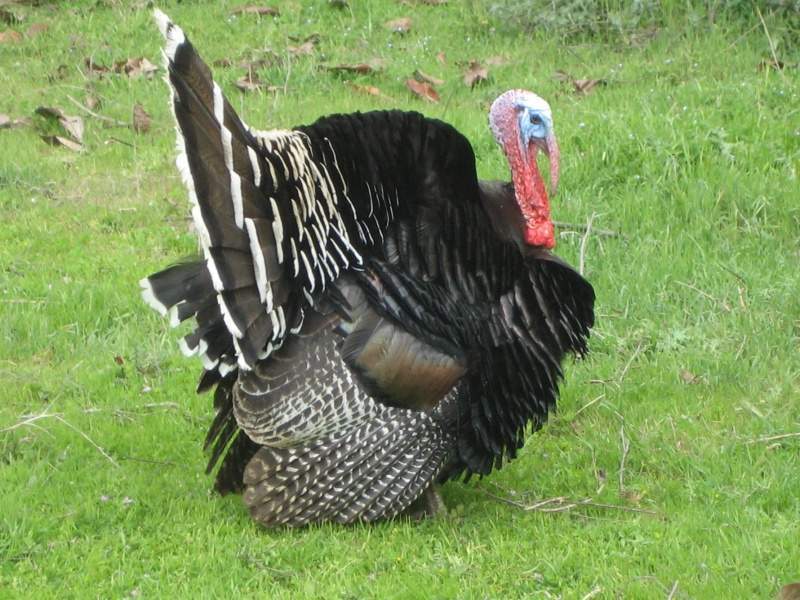 Archivo:Pavog.jpg