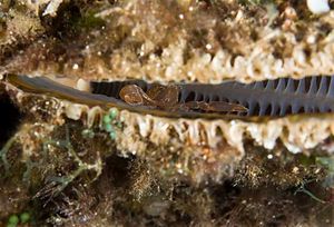 Pontonia pinnophylax.jpg