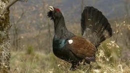 Urogallo cantabrico.jpeg