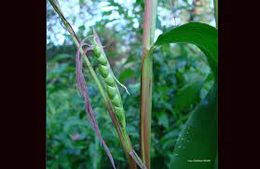Zea diploperennis.jpg