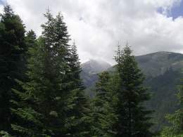 Abies borisii-regis.jpg