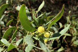Acacia confluens.jpg