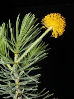 Acacia equisetifolia.jpg